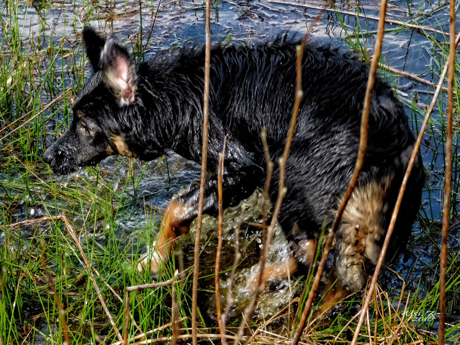 Nikita, erster Wasserkontakt