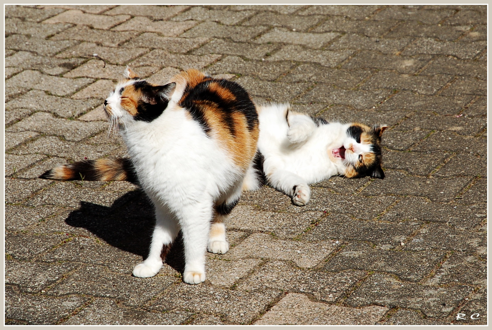 Nikita & Lilou, je t'aime...moi non plus !!!