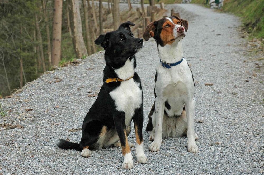 Nikita und Gina die Hunde meiner Schwester