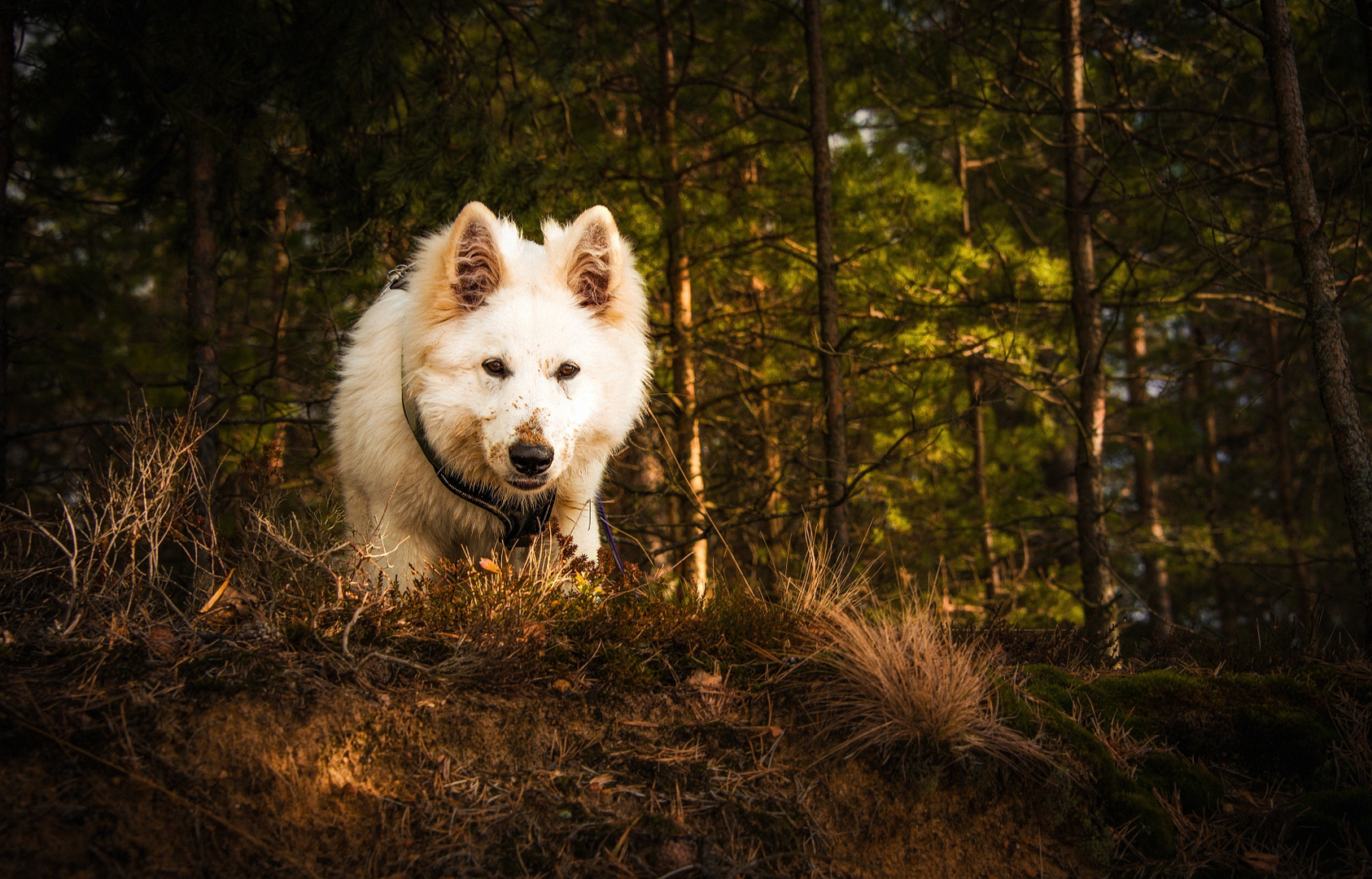 Nikki in Schweden