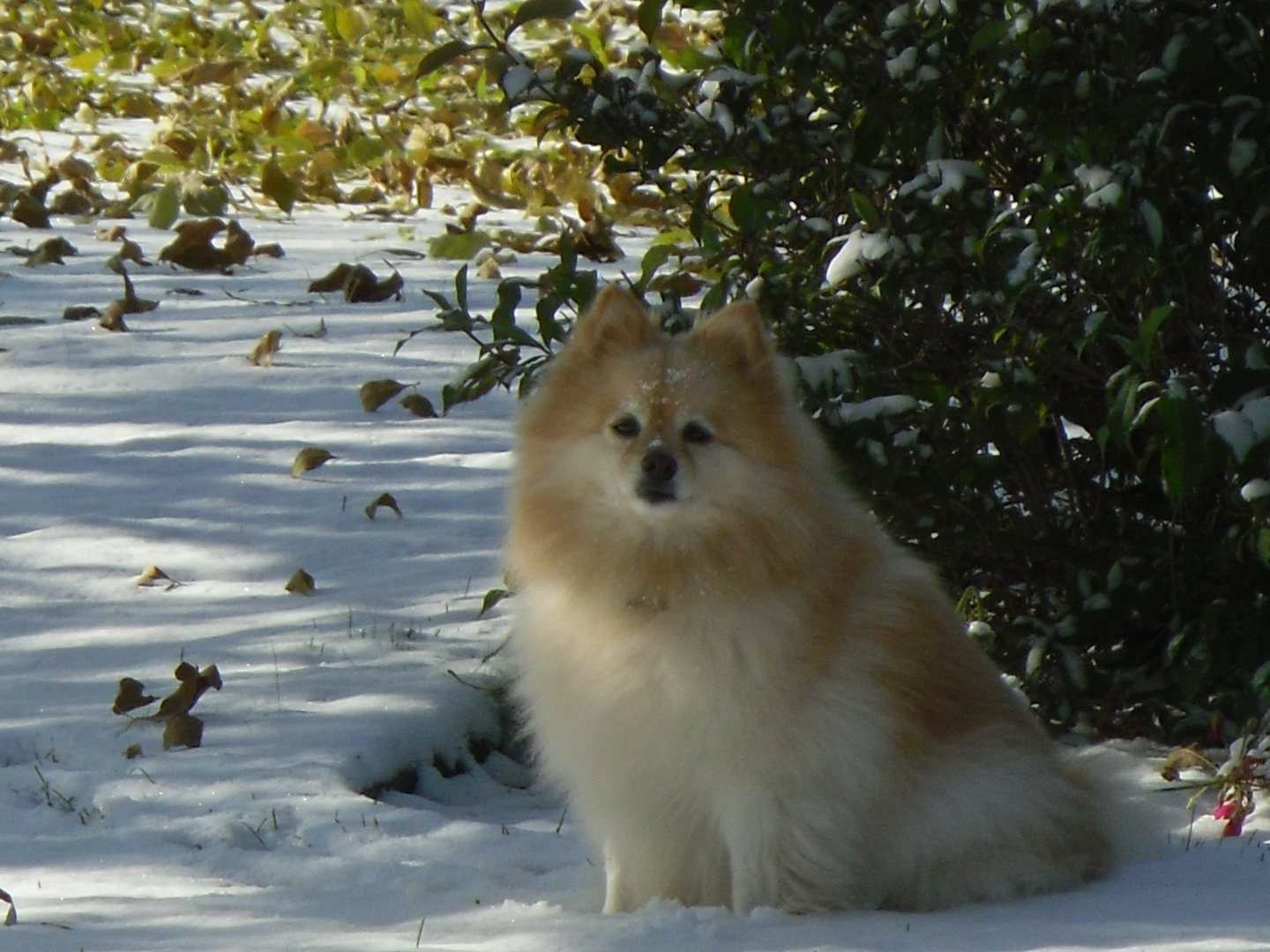 Nikki (le femme Nikita) Enjoying the early October snow