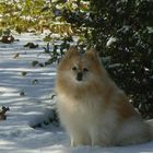 Nikki (le femme Nikita) Enjoying the early October snow