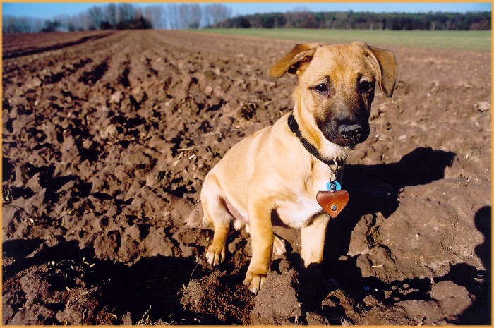 Niko auf dem Acker