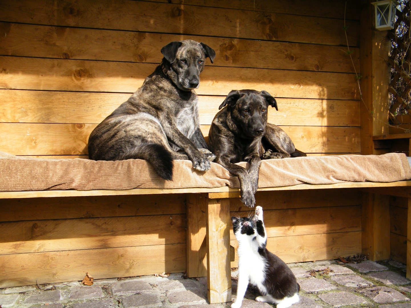 Niko und Anni mit klein Spike