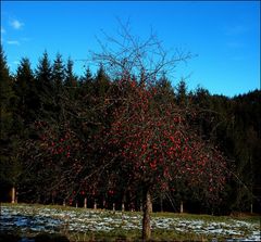 Nikoloäpfel......