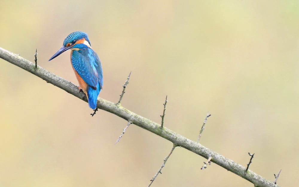 Nikon AF-S Nikkor 200-500mm f5.6 E ED VR Nr.8