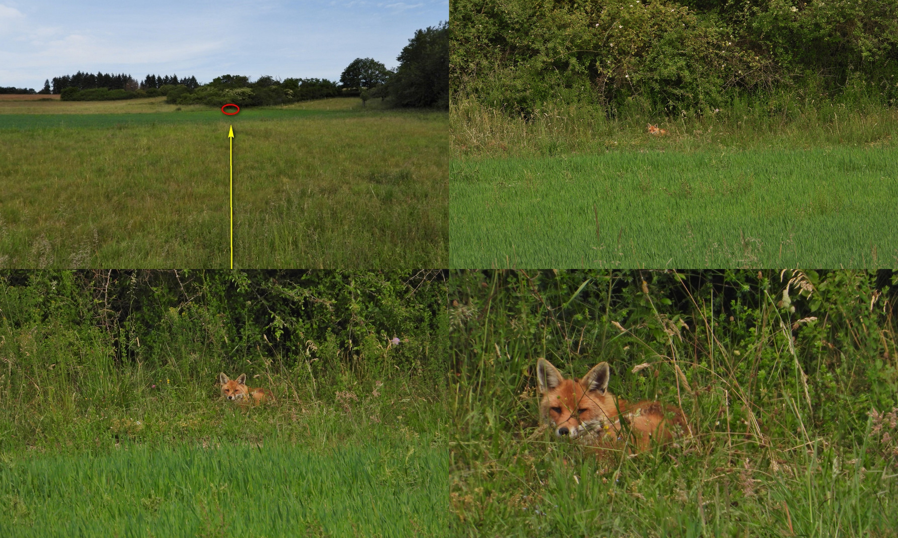 Nikon P1000_Fuchs Foto & Bild | nikon, natur, tiere Bilder auf fotocommunity