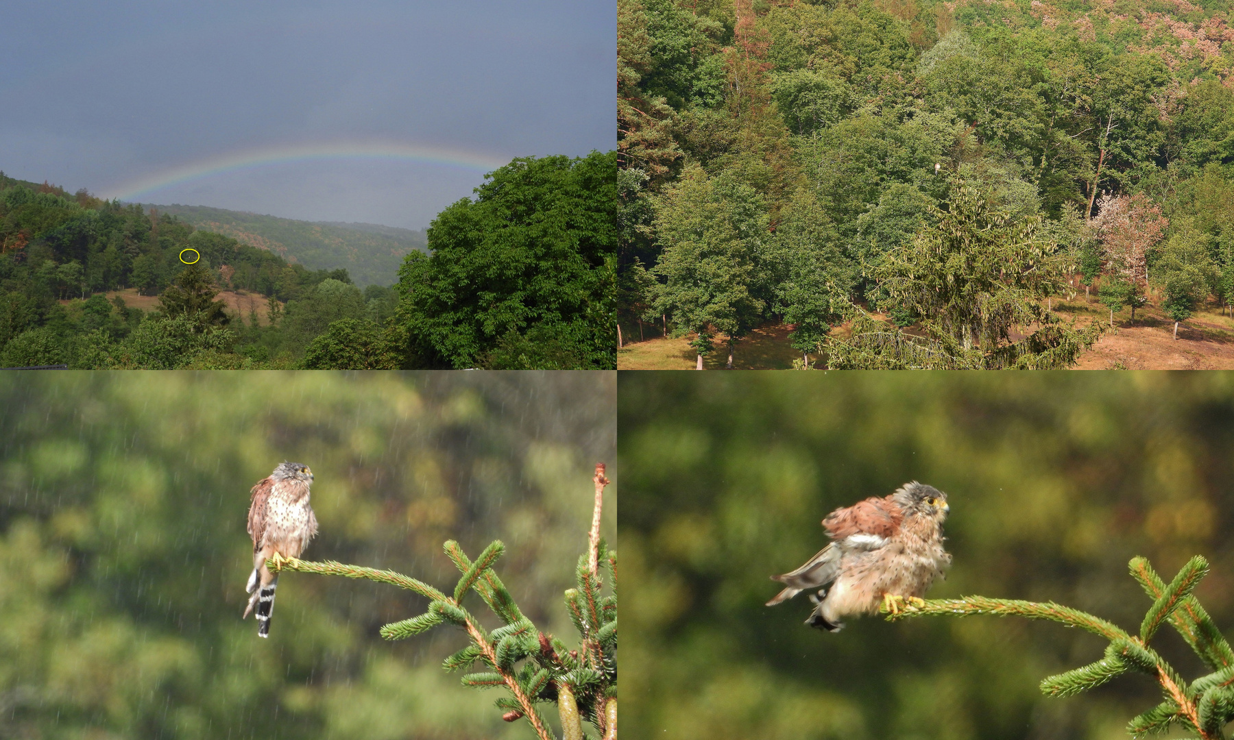 Nikon P1000_Regenbogen