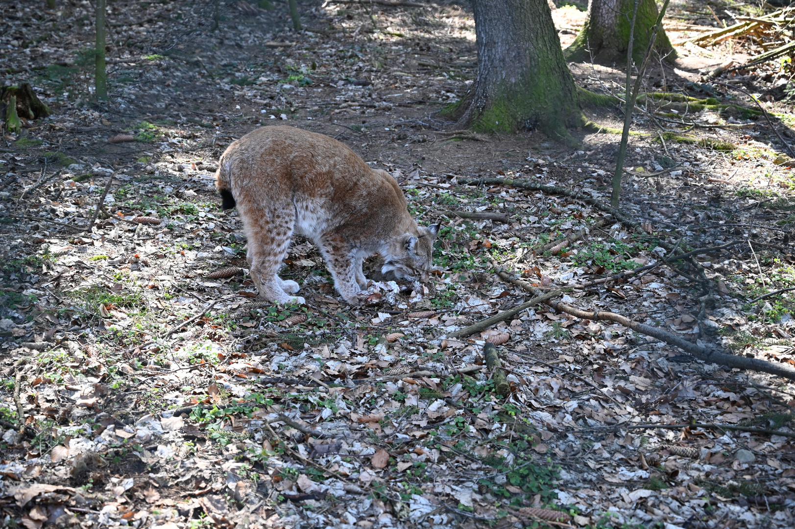 Nikon Z6  im Wildpark Poing bei München