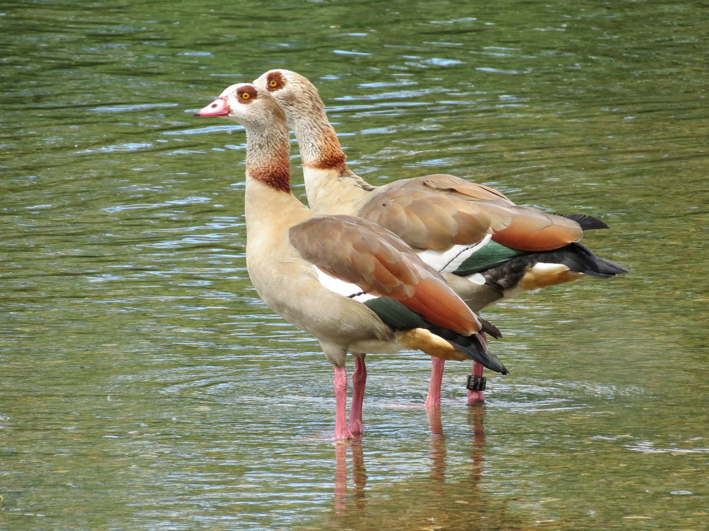 Nil-Gänse am Neckar