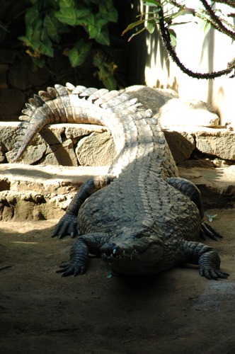 Nil-Krokodil