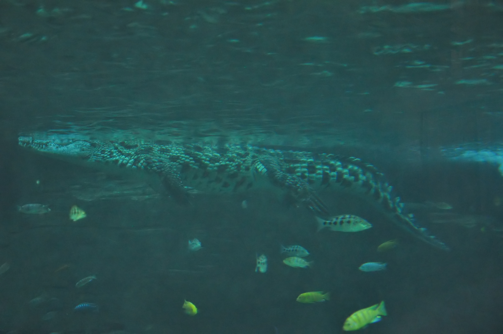 Nil-Krokodil