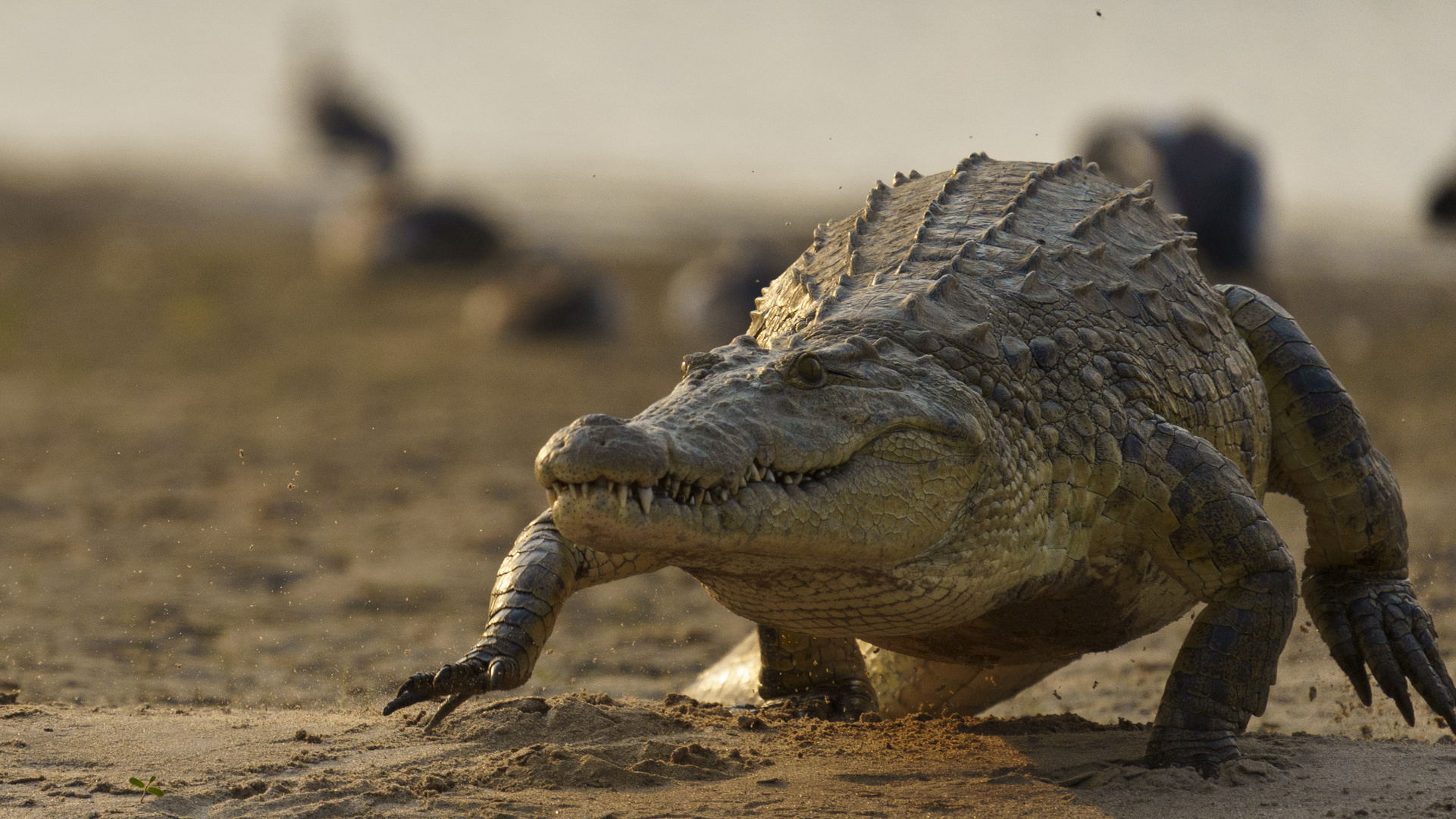 Nil Krokodil, Lower Zambesi NP, 15.09.2019