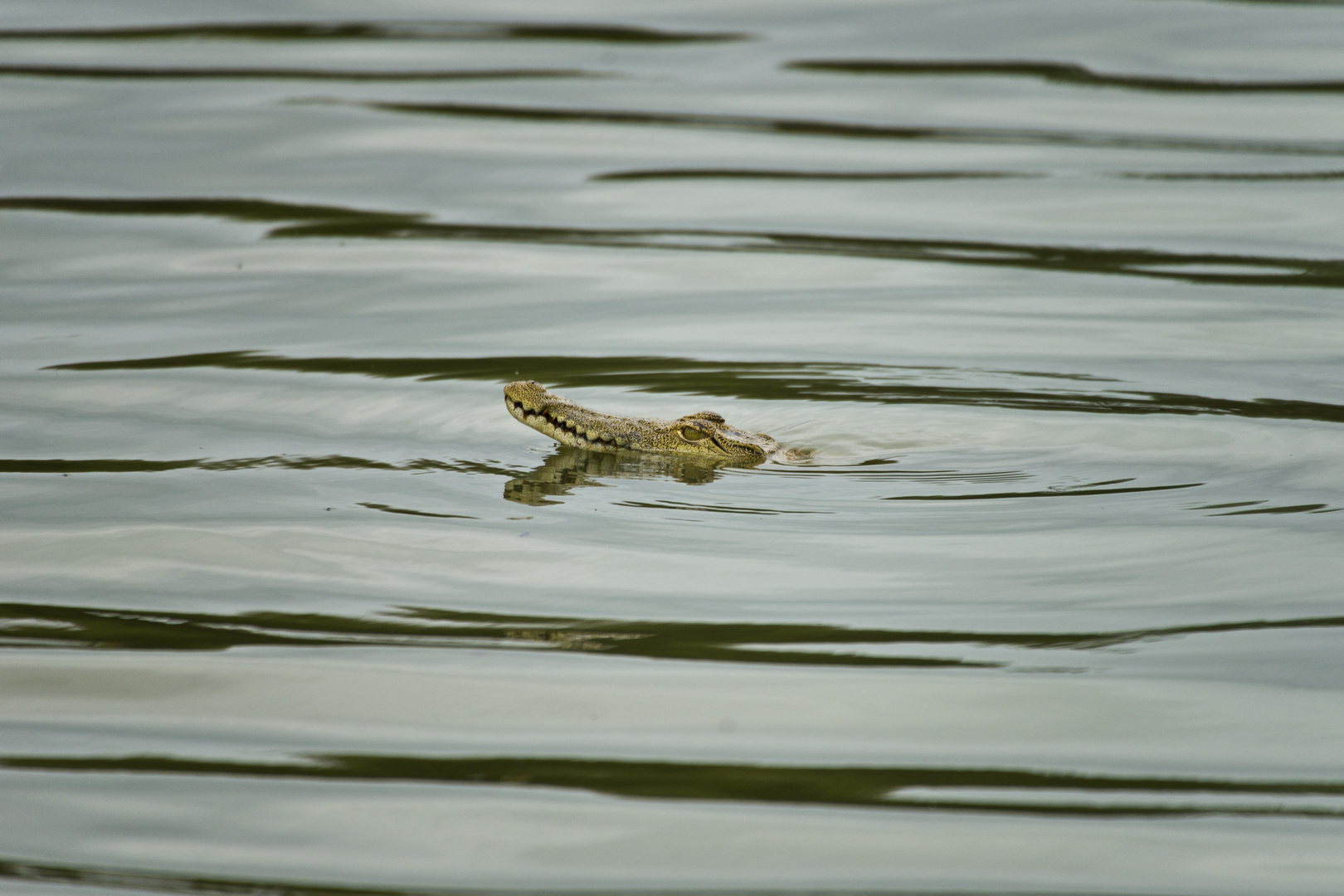 Nil-Krokodil, Selous-NP, Lake Mzizima, Tansania, 2016.10.05