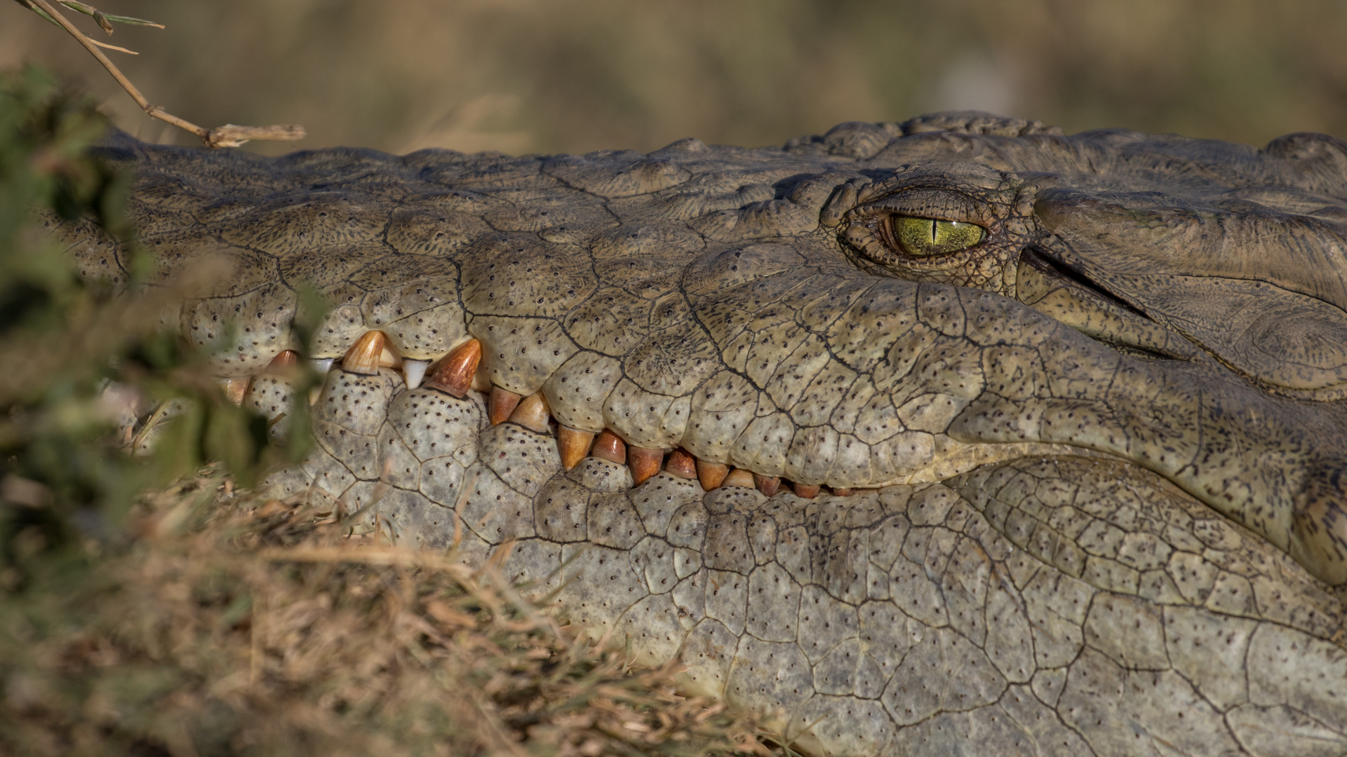 nile crocodile