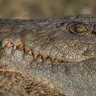 nile crocodile