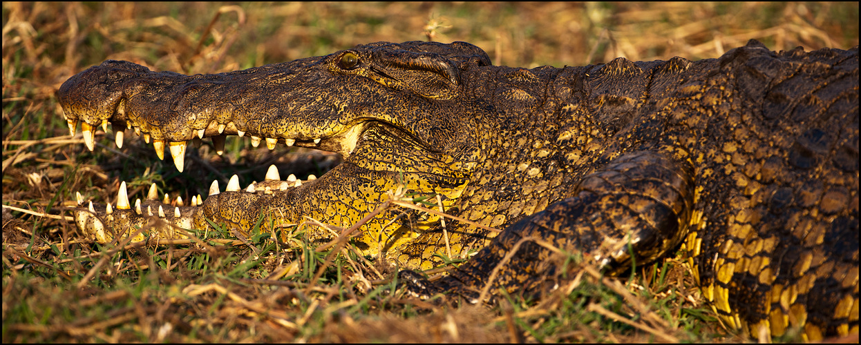 [ Nile Crocodile ]