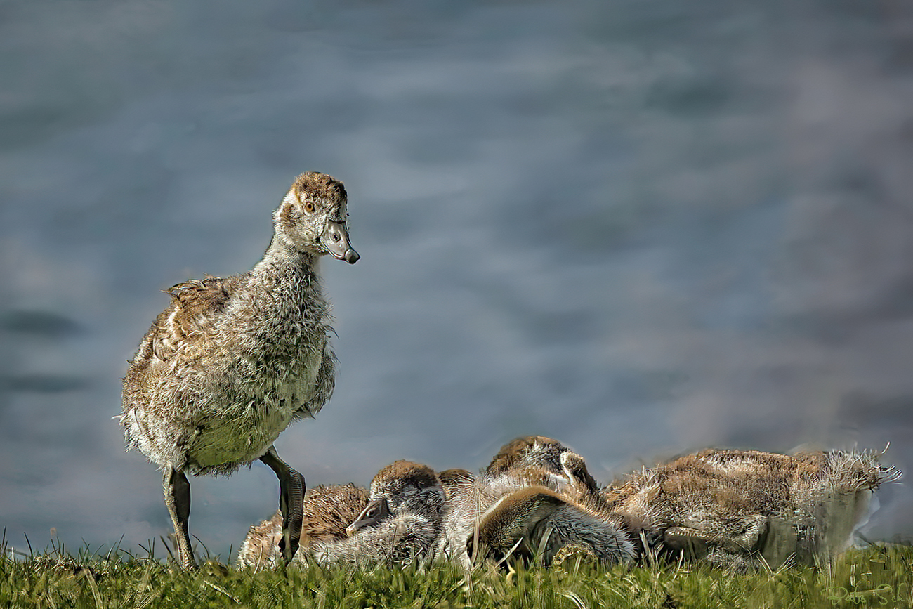 Nile Goose Kids