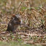 Nile Grass Rat