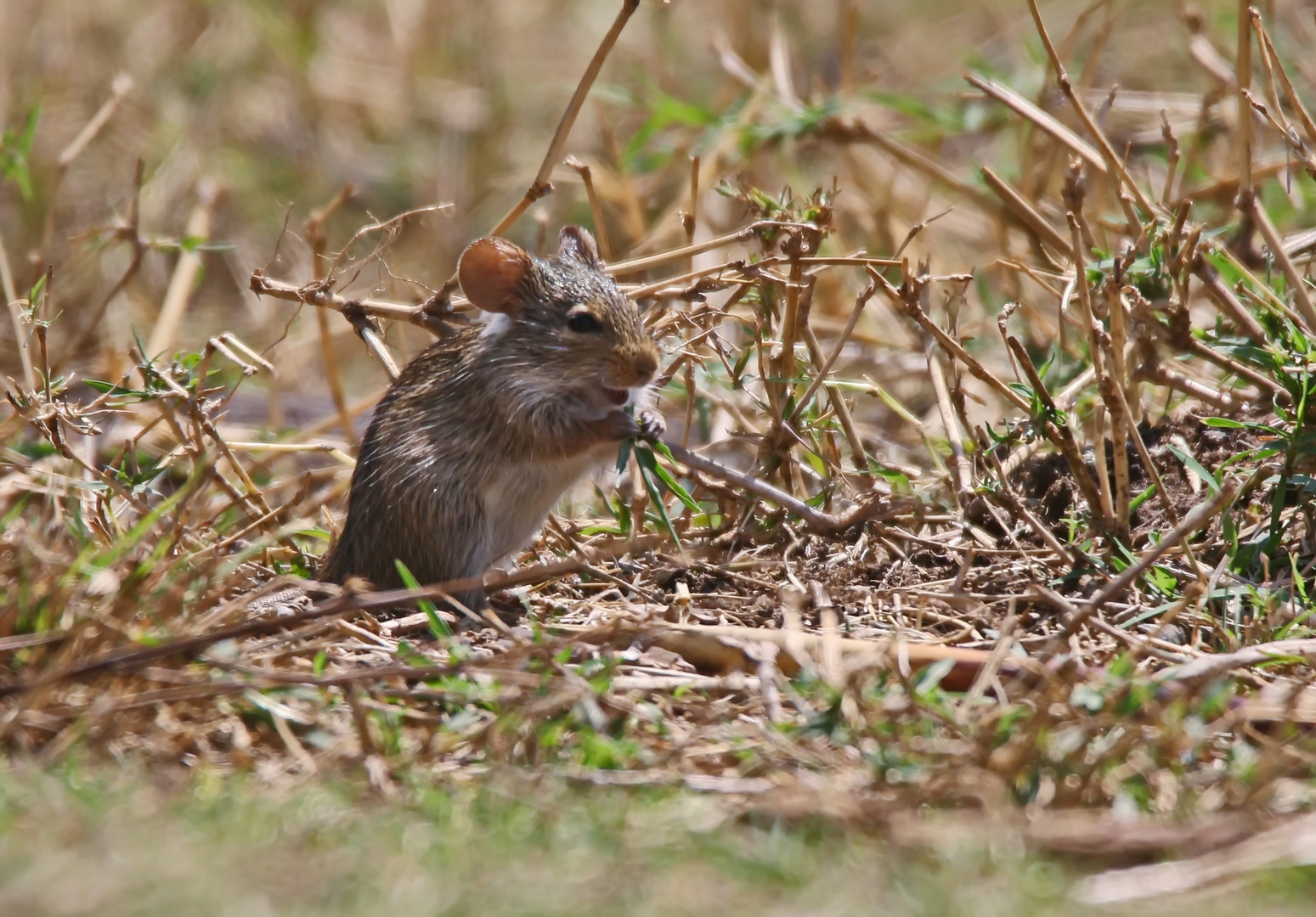 Nile Grass Rat,Arvicanthis niloticus