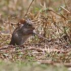 Nile Grass Rat,Arvicanthis niloticus