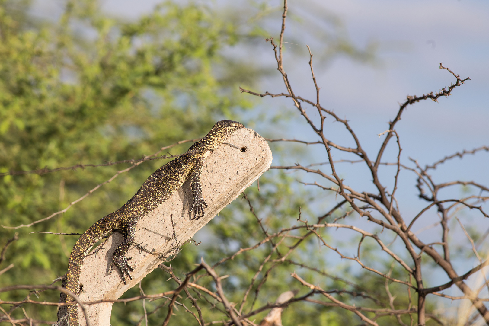 Nile Monitor Lizard