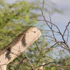 Nile Monitor Lizard