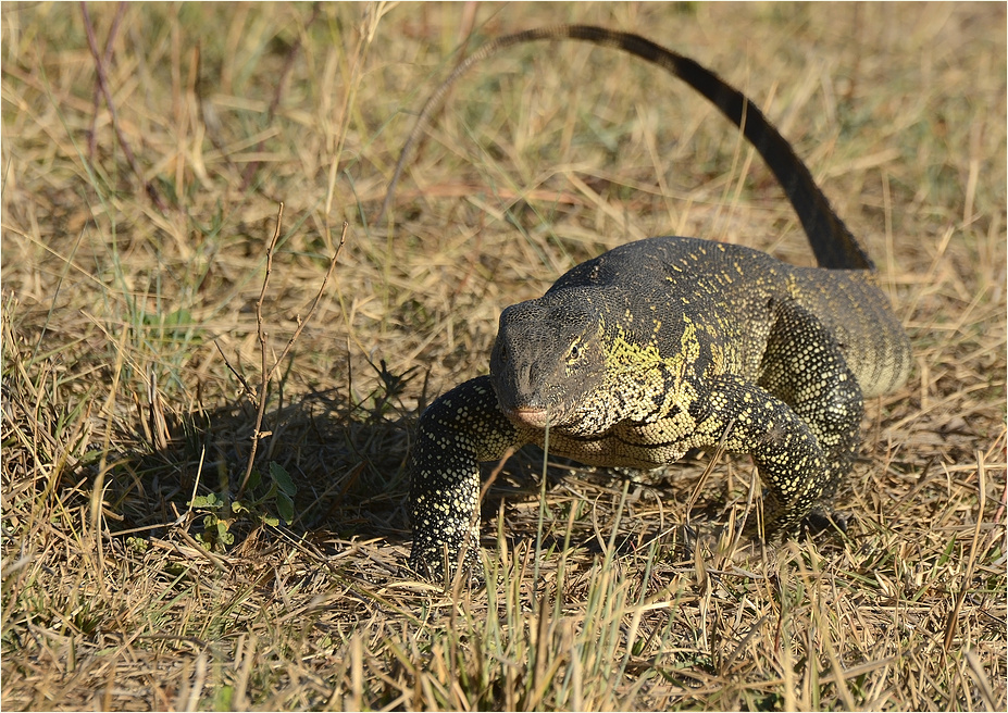 Nile monitor lizard