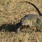 Nile monitor lizard