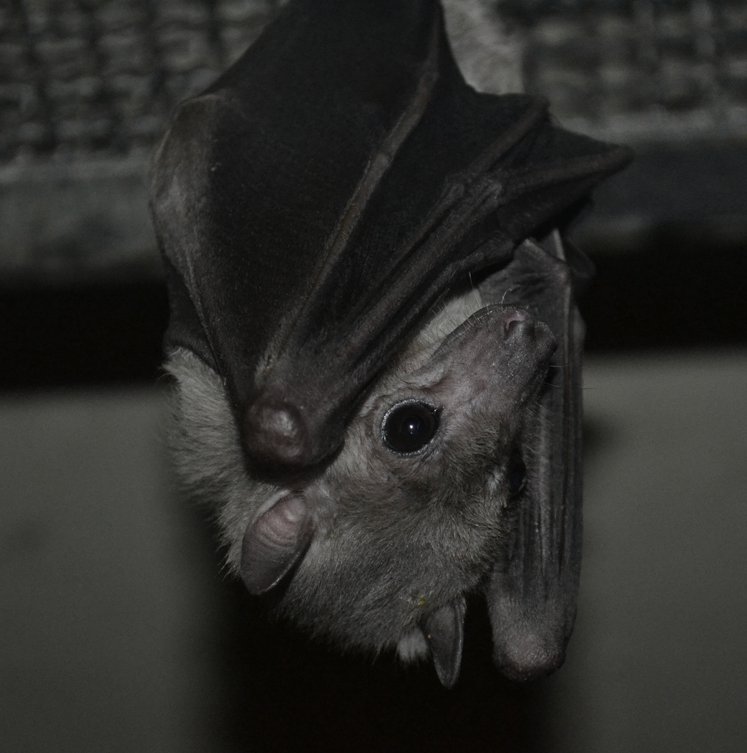 Nilflughund im Zoo Saarbrücken