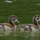 Nilgäns.