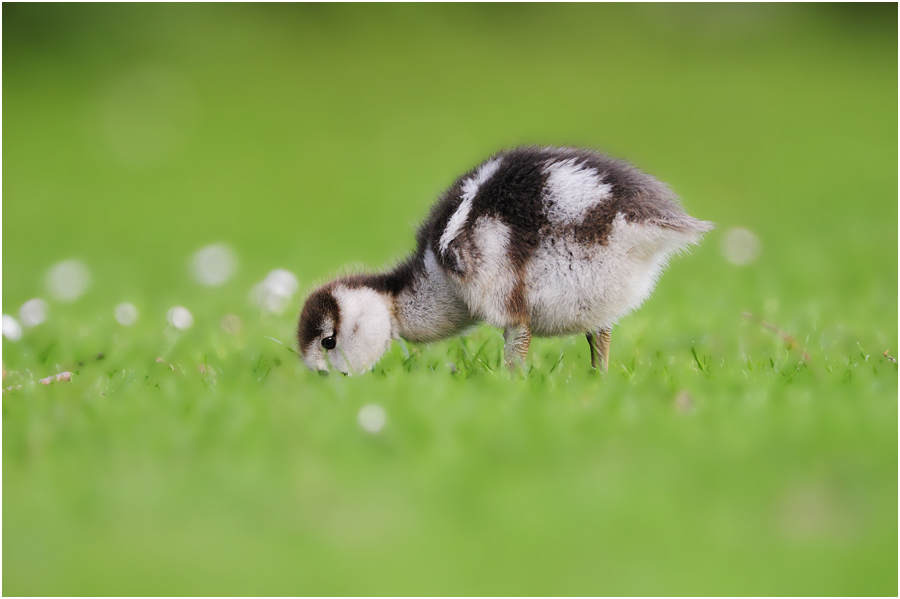 Nilgänschen