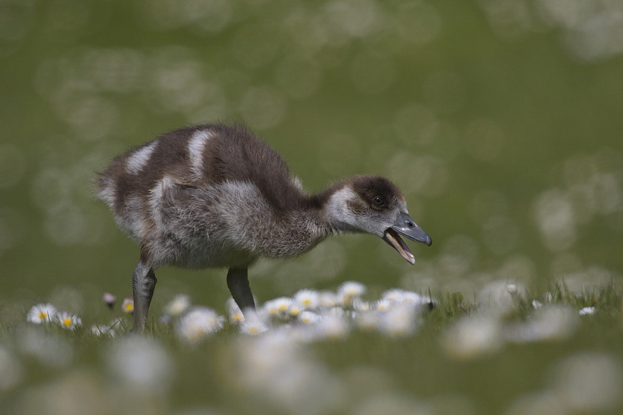 Nilgänschen