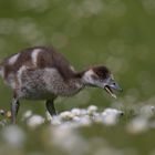 Nilgänschen