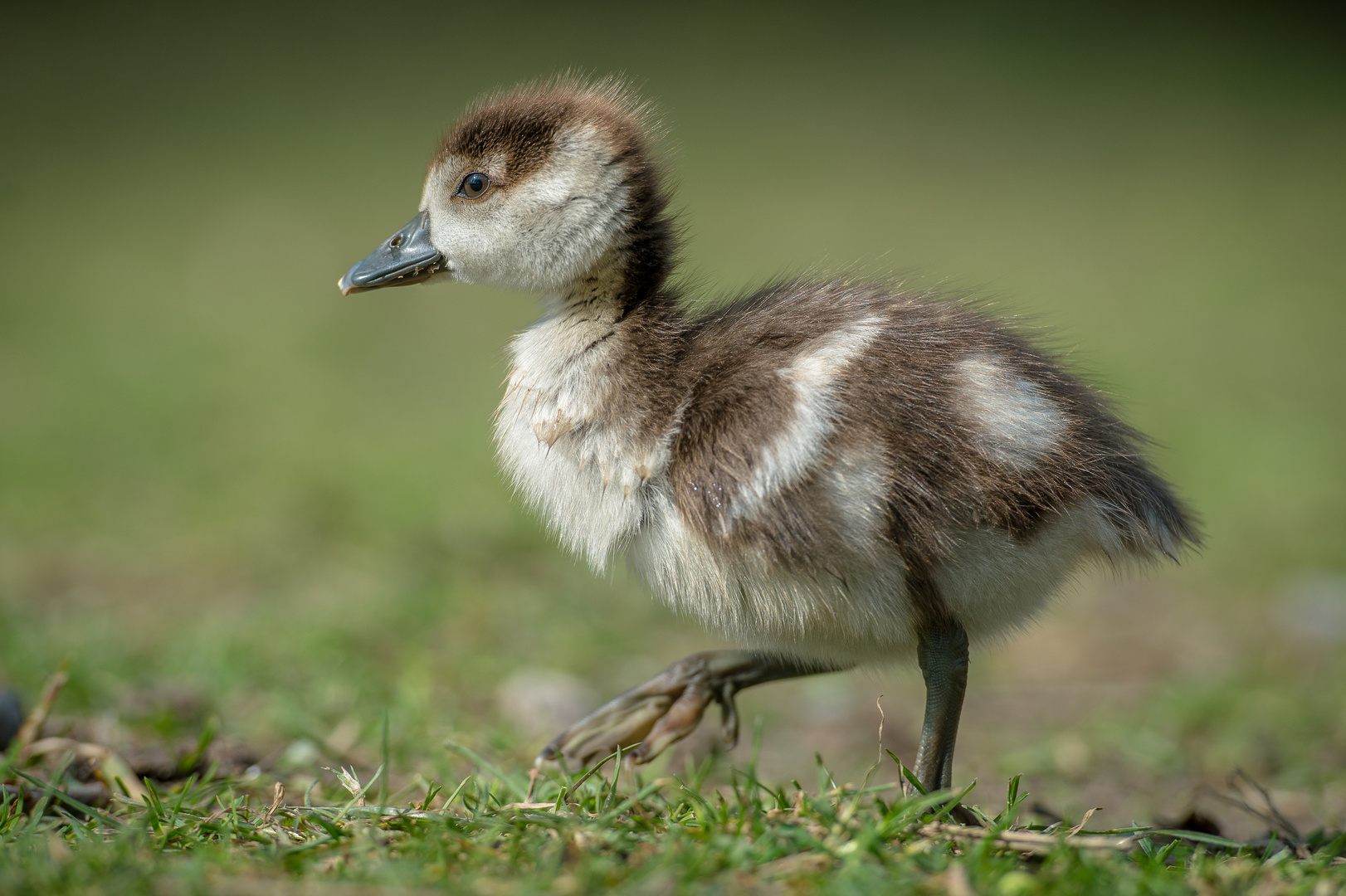 Nilgänschen