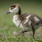 Nilgänschen