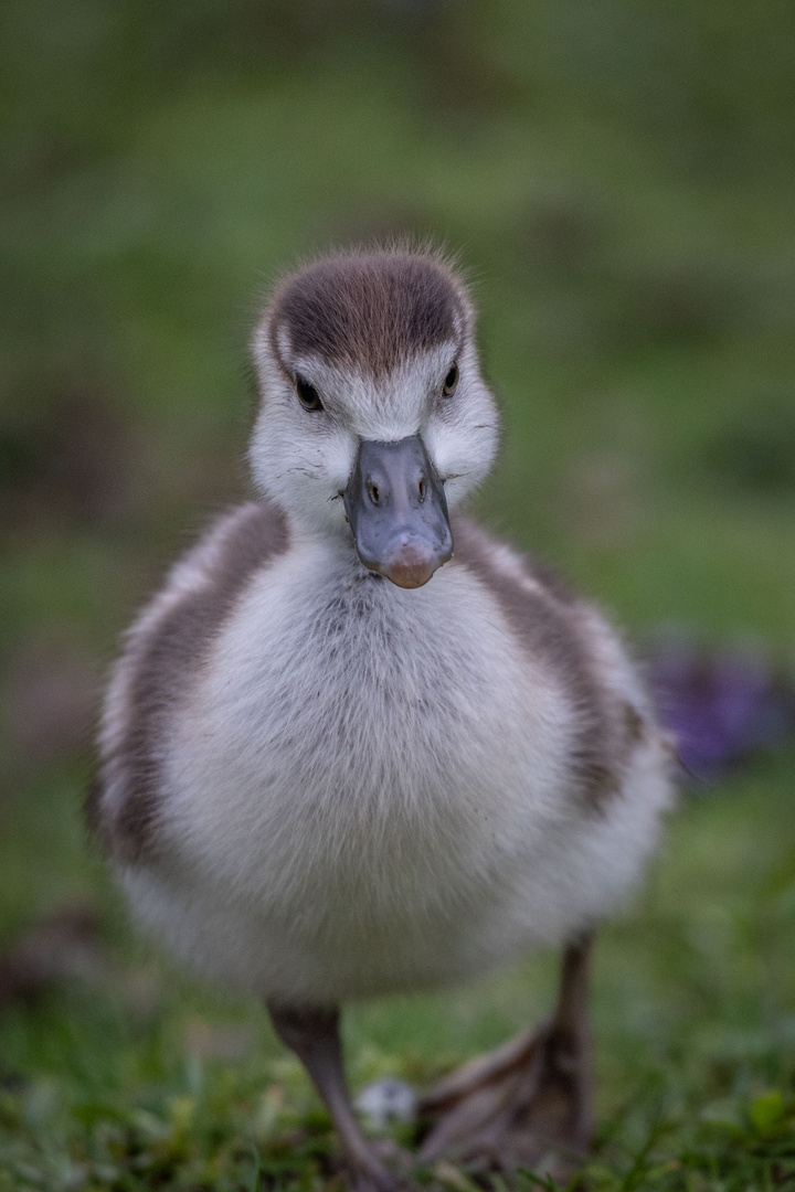 Nilgänschen