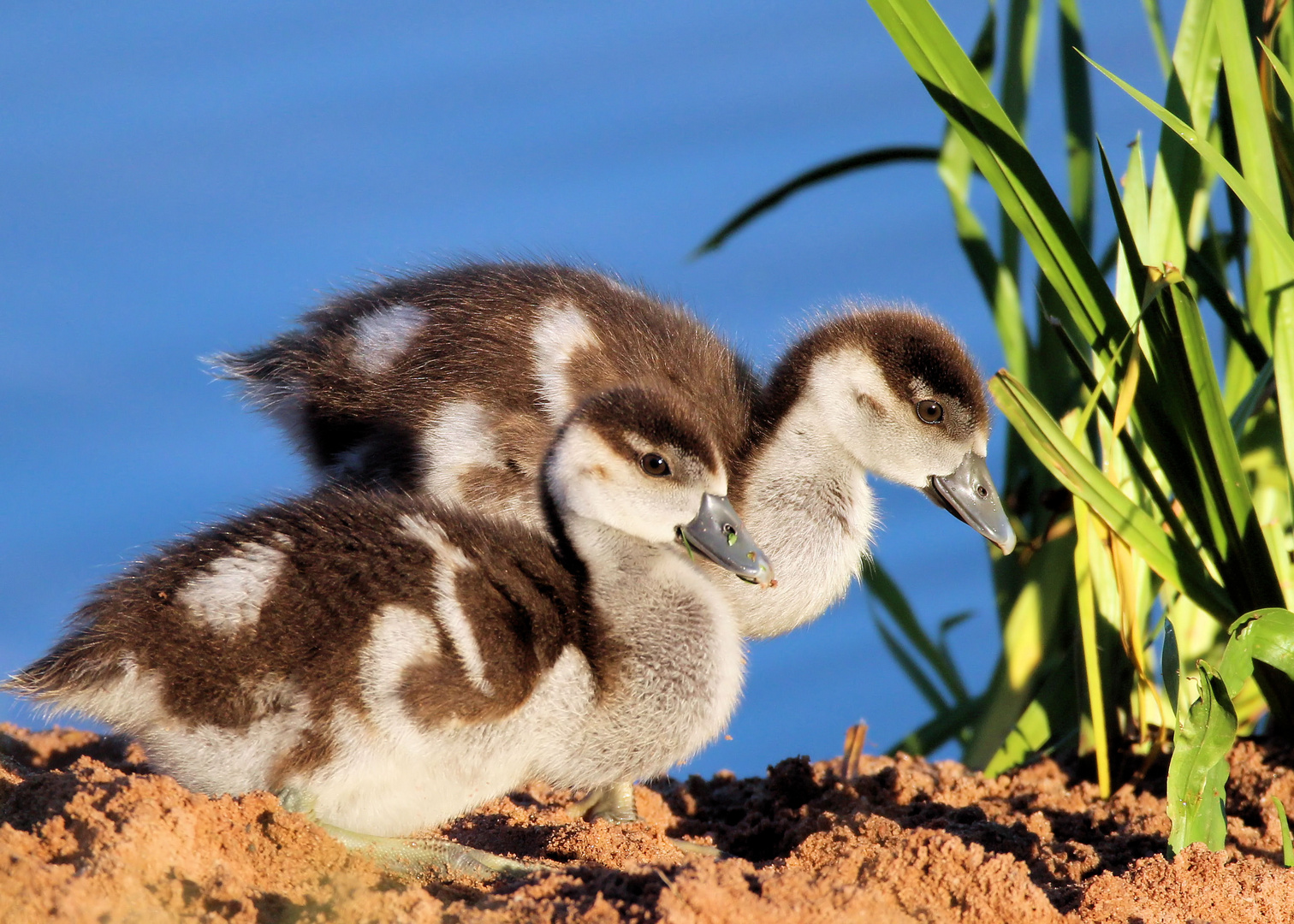 Nilgänschen,jpg