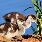 Nilgänschen,jpg