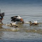 Nilgänse 002 