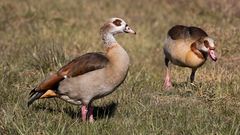 nilgänse