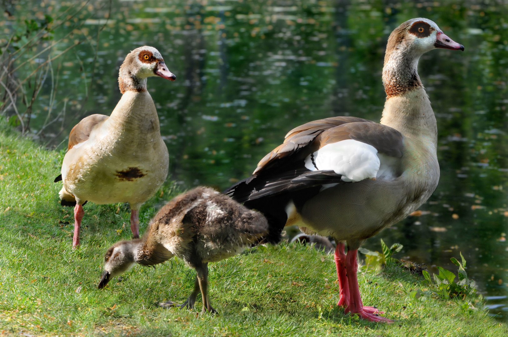 Nilgänse