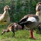 Nilgänse