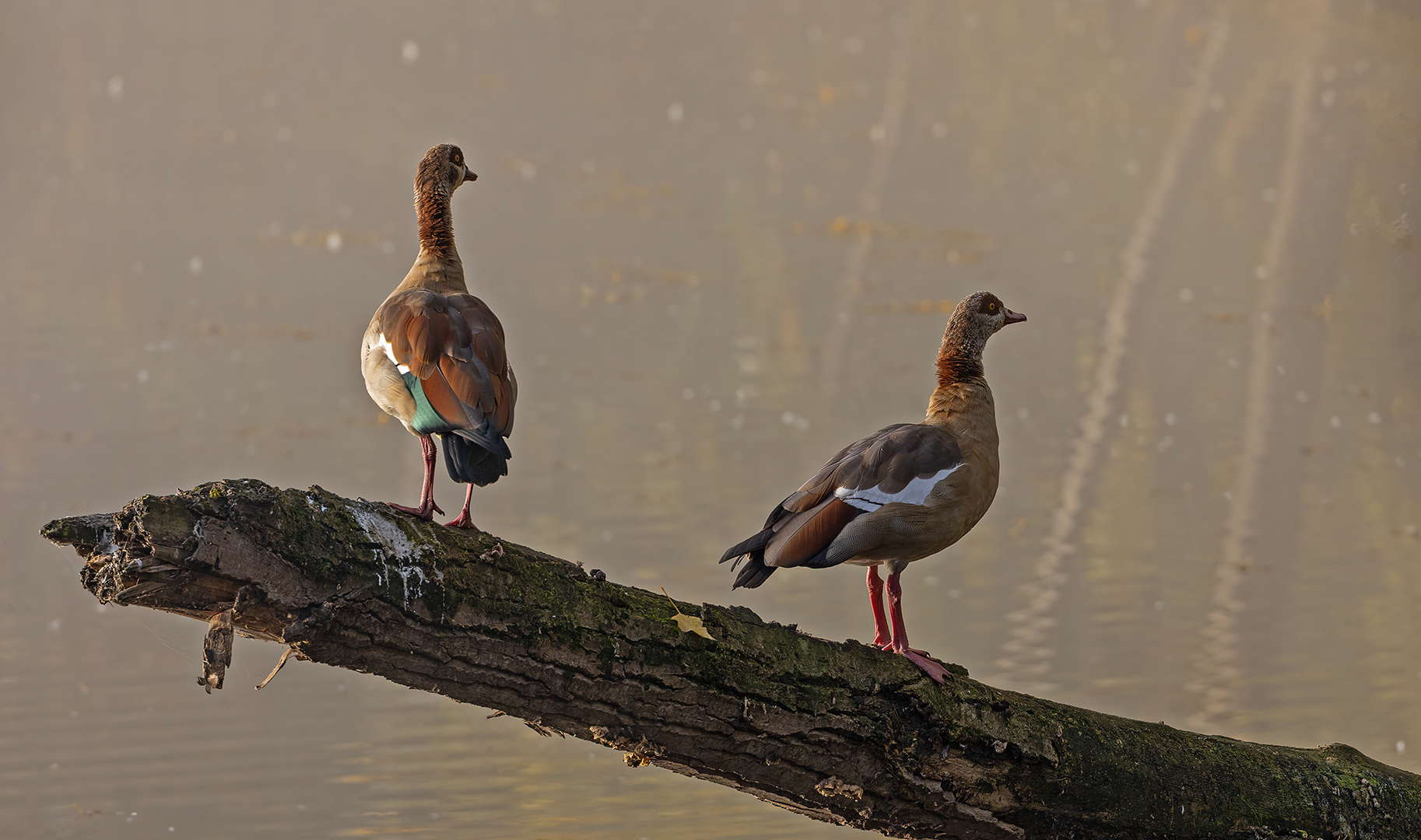 Nilgänse Foto & Bild tiere, wildlife, wild lebende vögel Bilder auf