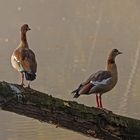 Nilgänse