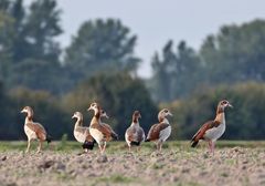 Nilgänse