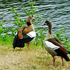 Nilgänse