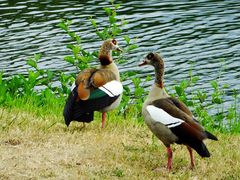 Nilgänse