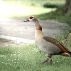 Nilgänse