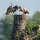 Nilgänse